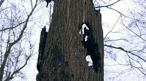 Long Burned trees (2) Video stock 48630759