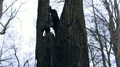 Long Burned trees (3) Video stock 48630754