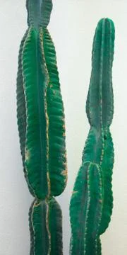 Long cacti Stock Photos