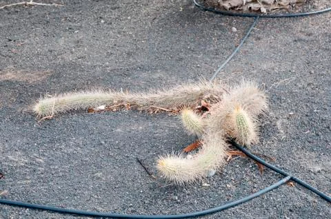 Long cactus 写真素材