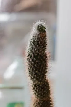 A long cactus Stock Photos