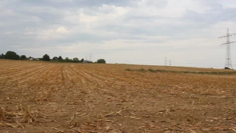 Long Camera pan of a dead Cornfiled Stock Footage 94407372