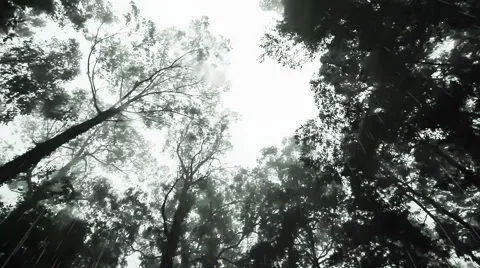 Long camera track through a dark forest with heavy pouring rain Stock Footage 49437619