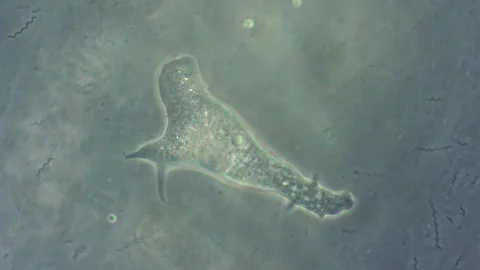 Long cell while moving in water. Stock Footage 324566891