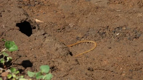 Long Centipede crawling Stockbeeldmateriaal 48269796