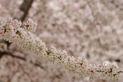 Long cherry tree branch up close over indistinct flower background Stock Photos