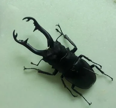 Long clawed grasshopper 스톡 사진