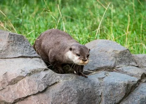 Long Clawed Otter Stock Photos