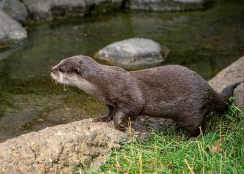 Long Clawed Otter Stock Photos