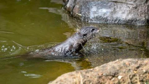 Long Clawed Otter Stock Photos