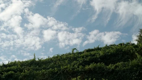 Long Clip - Vineyard and the sky in Valdobbiadene - 4k Stock Footage 115834892