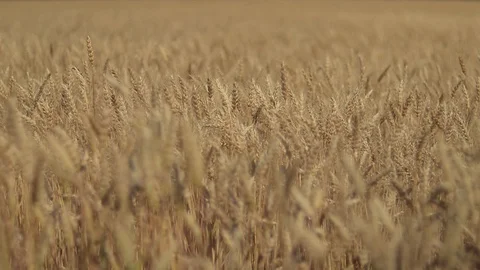 Long Clip of Wheat Moving Back and Forth 動画素材 127795508