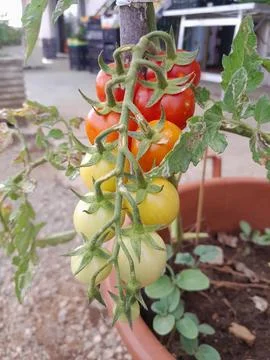 A long cluster of cherry tomatoes in vegetable plant Foto stock
