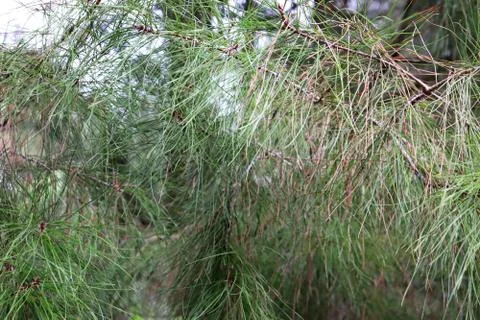 Long conifer needles background. Stock Photos