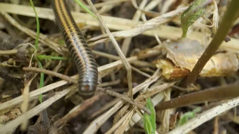 The long crawling centipede on the twigs Stock Footage 137358265