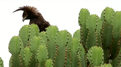 Long-crested Eagle in cactus in Uganda, Africa. Stock Footage 11318057