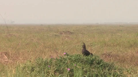 Long-crested eagle perched on grassy tussok Stock Footage 84717005
