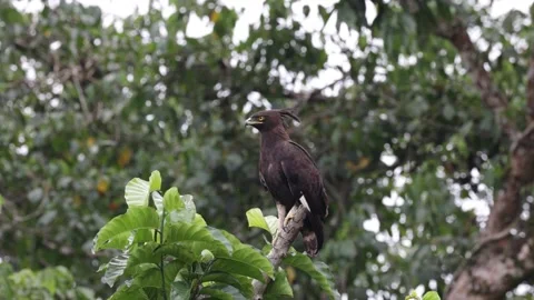 Long-crested Eagle perched in tree tops looking around close up Stock Footage 201124608