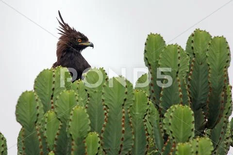 Long-crested Eagle perches in cactus in Uganda, Africa. Stock Photos