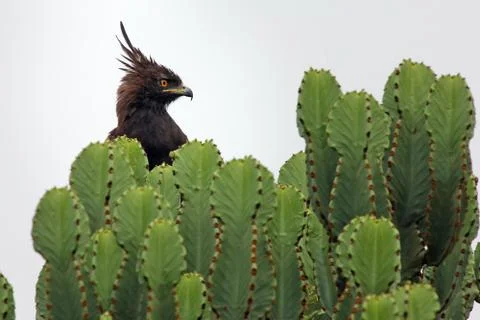 Long-crested Eagle perches in cactus in Uganda, Africa. Stock Photos