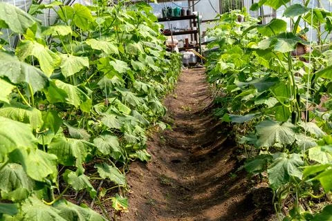 Long cucumber rows inside productive commercial greenhouse facility 스톡 사진