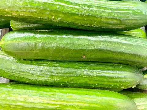 Long cucumbers close up. Background with cucumbers. Stock Photos