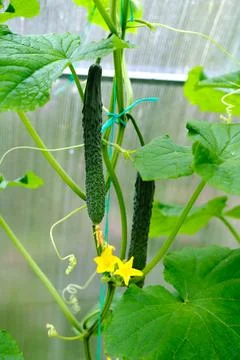 Long cucumbers hang on a branch. Stock Photos