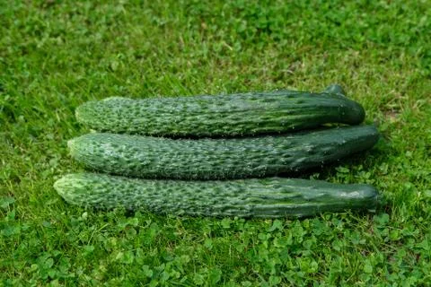 Long cucumbers lie on the grass. Stock Photos