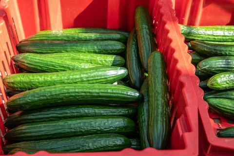 Long cucumbers in red boxes. Growing, distribution and marketing of vegetables Stock Photos