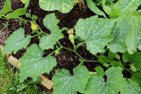 Long cucurbit vine with multiple warted gourds growing Stock Photos