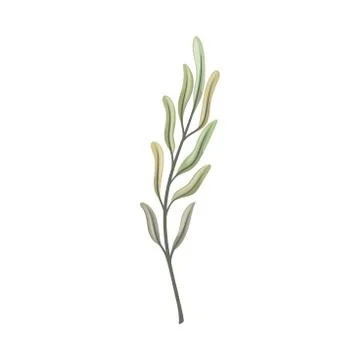 Long curved leaves on the stem. Vector illustration on a white background. Stock Illustration
