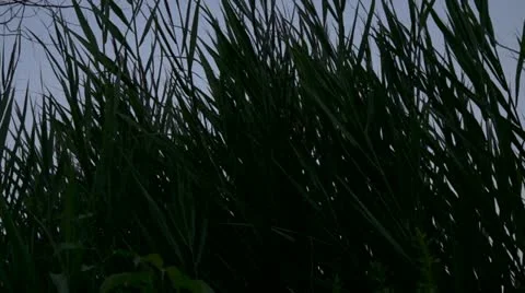 Long Dark Swamp Grass Stock Footage 11522513