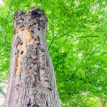 Long decaying dead tree trunk with holes viewing on branches with leaves in a Stock Photos