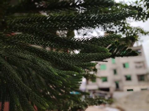 Long, densely packed dark green leaves of the Norfolk Island pine reach out.. Stock Photos