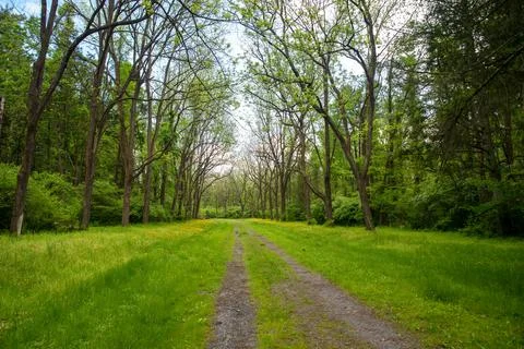 Long dirt path through green grass and trees Foto stock