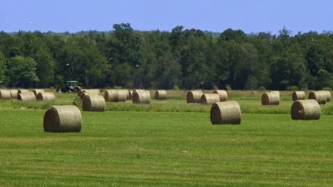 Long distance and very hot summer air make jelly effect. Round hay bales in h Stock Footage