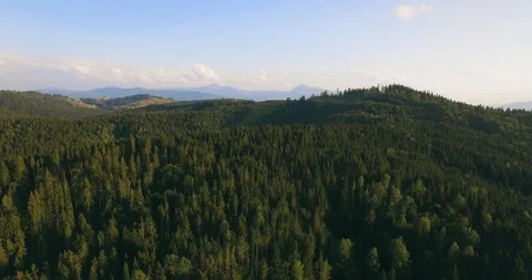 Long distance nature mountain green tree forest landscape, aerial view. 4k Stock Footage 109779594