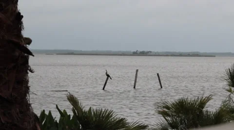 Long distance shot of an anhinga (darter) bird perched on stump in lake Stock Footage 37251876