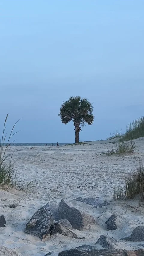 Long distance shot of a palm tree on the beach at sunset 스톡 동영상 197020360