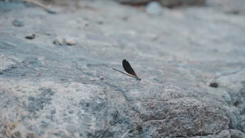 Long distance view of a dragonfly standing on a rock Stock Footage 250181740