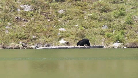 Long Distance View Of Large Black Bear Across Lake Walking On Log Vídeo Stock 233457393