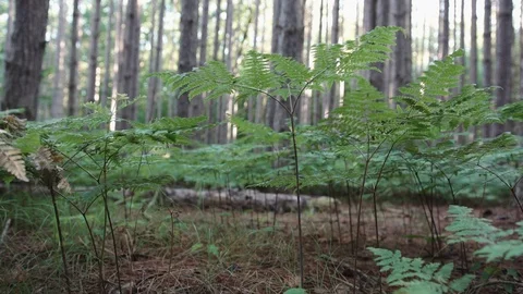 Long dolly shot on the floor of a forest, fern fronds blowing in the wind Stock Footage 88048051