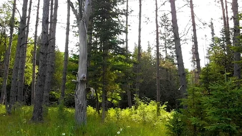 Long dolly-in though mountain forest slo-motion Stock Footage 91670629