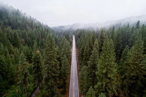Long drive through the Forrest Foto stock