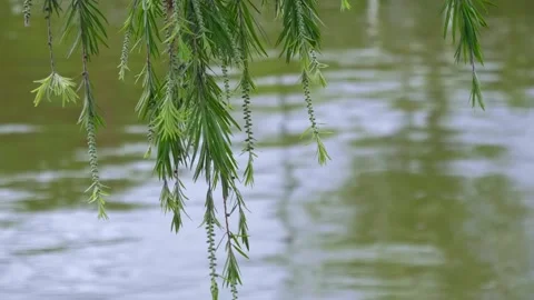 Long, drooping stems with narrow, pointed green leaves of weeping willow Stock Footage 333397371