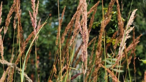 Long, dry blades of grass gently sway in the windy meadow. Stock Footage 282676475