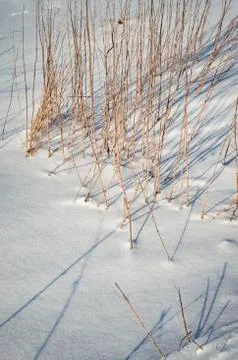 Long dry grass on snow Stock Photos