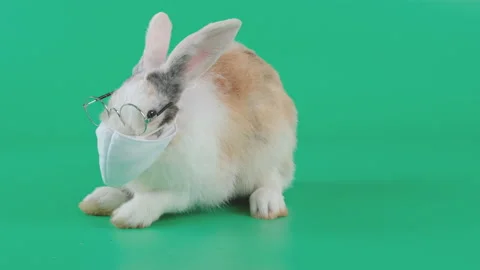 Long ear brown pattern white rabbit wear mask and eye glasses look like sneeze Stock Footage 139488192