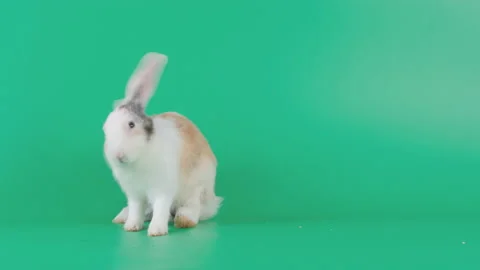 Long ear brown pattern white rabbit clean foot and body stay on green screen Video stock 139488753