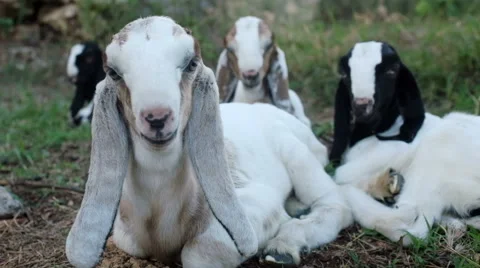 Long eared Anglo Nubian baby goats Stock Footage